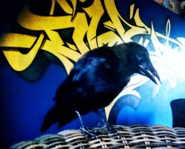 Toby the resident crow